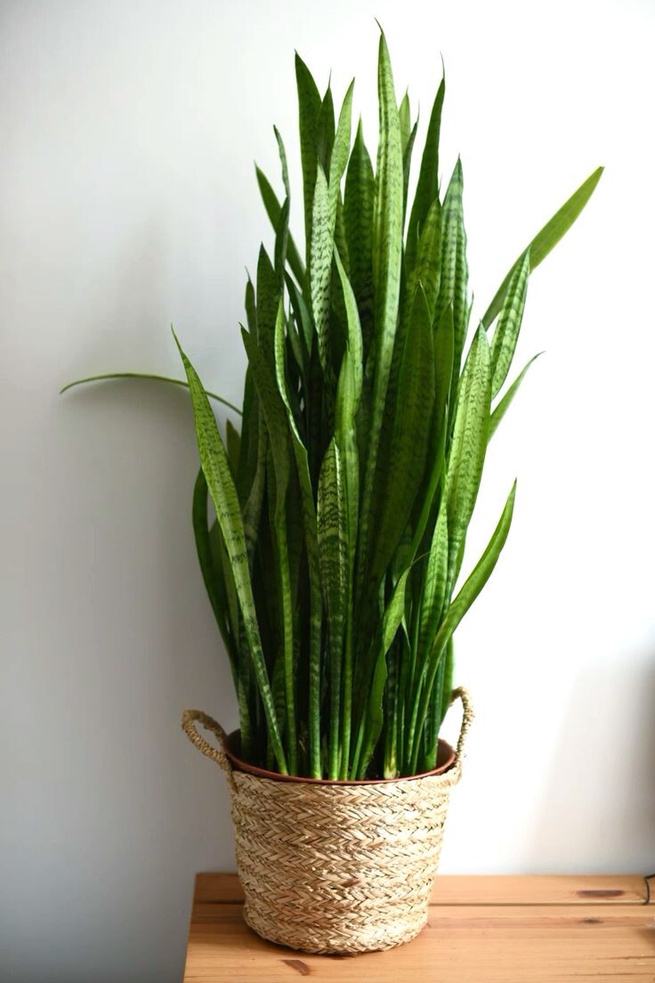 Фото взяты с Pinterest