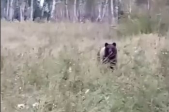    Фото: скриншот видео "Город 54" \ Telegram