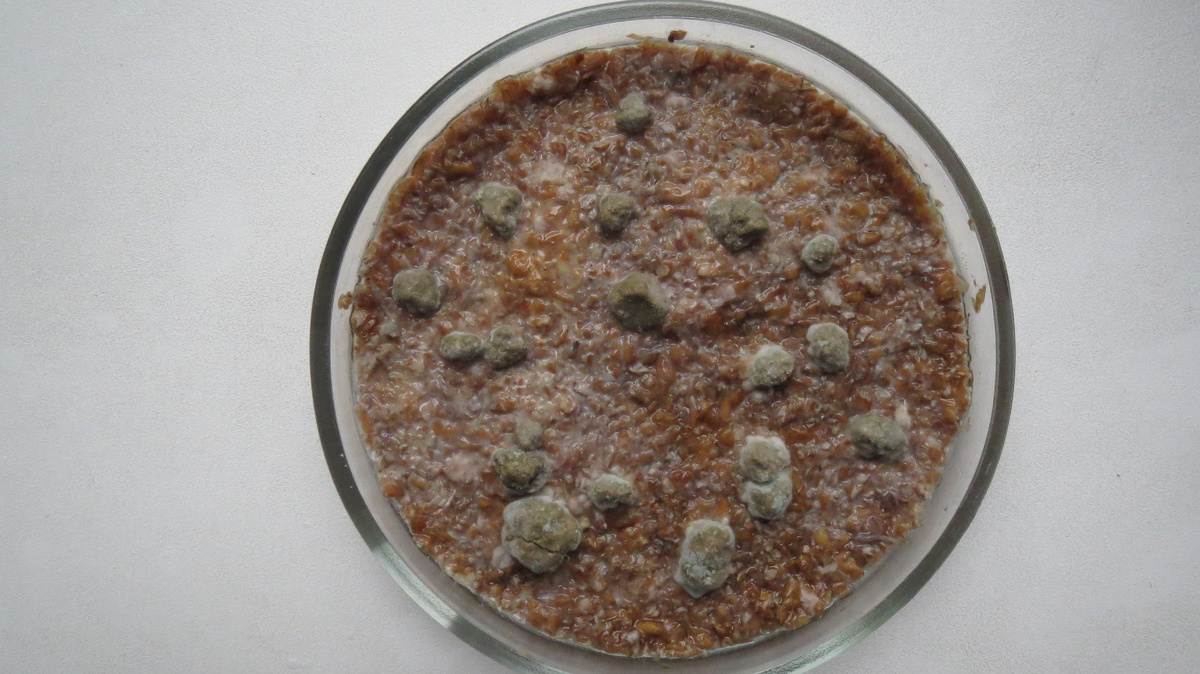 Общий вид чашки Петри 4 сентября