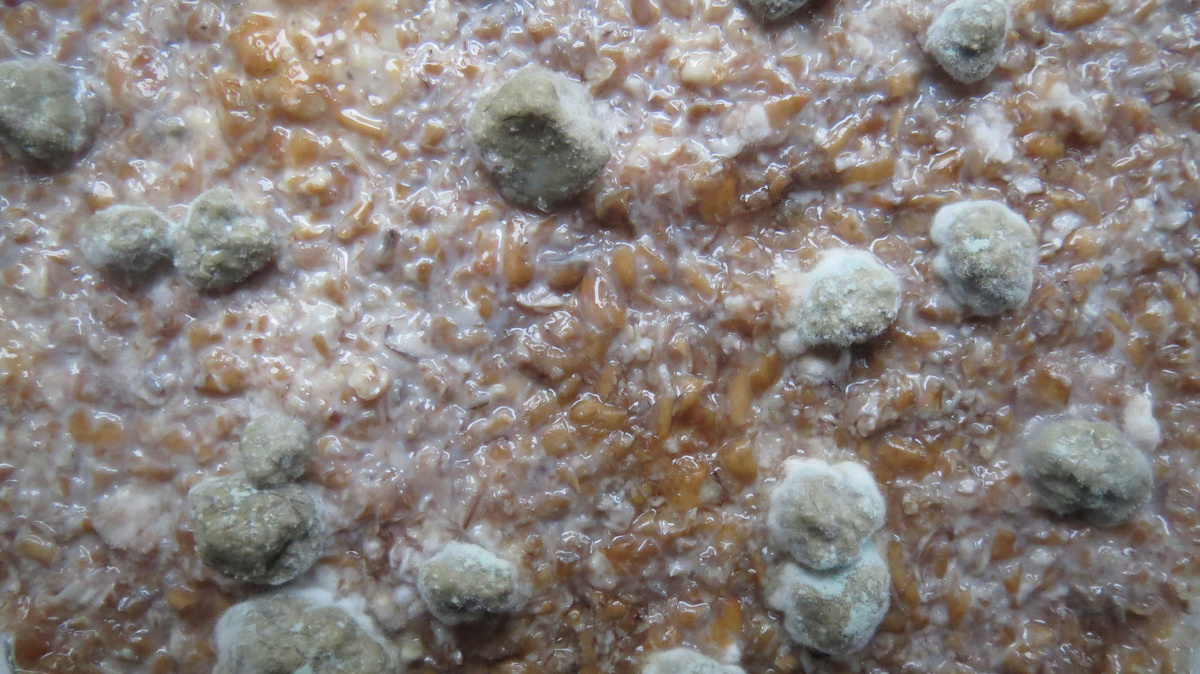 Покрытые мицелием частицы цеолита