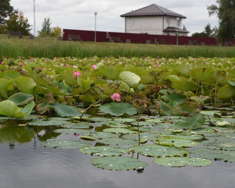     В Курской области 5 сентября ожидаются сильный ветер и +23 градуса