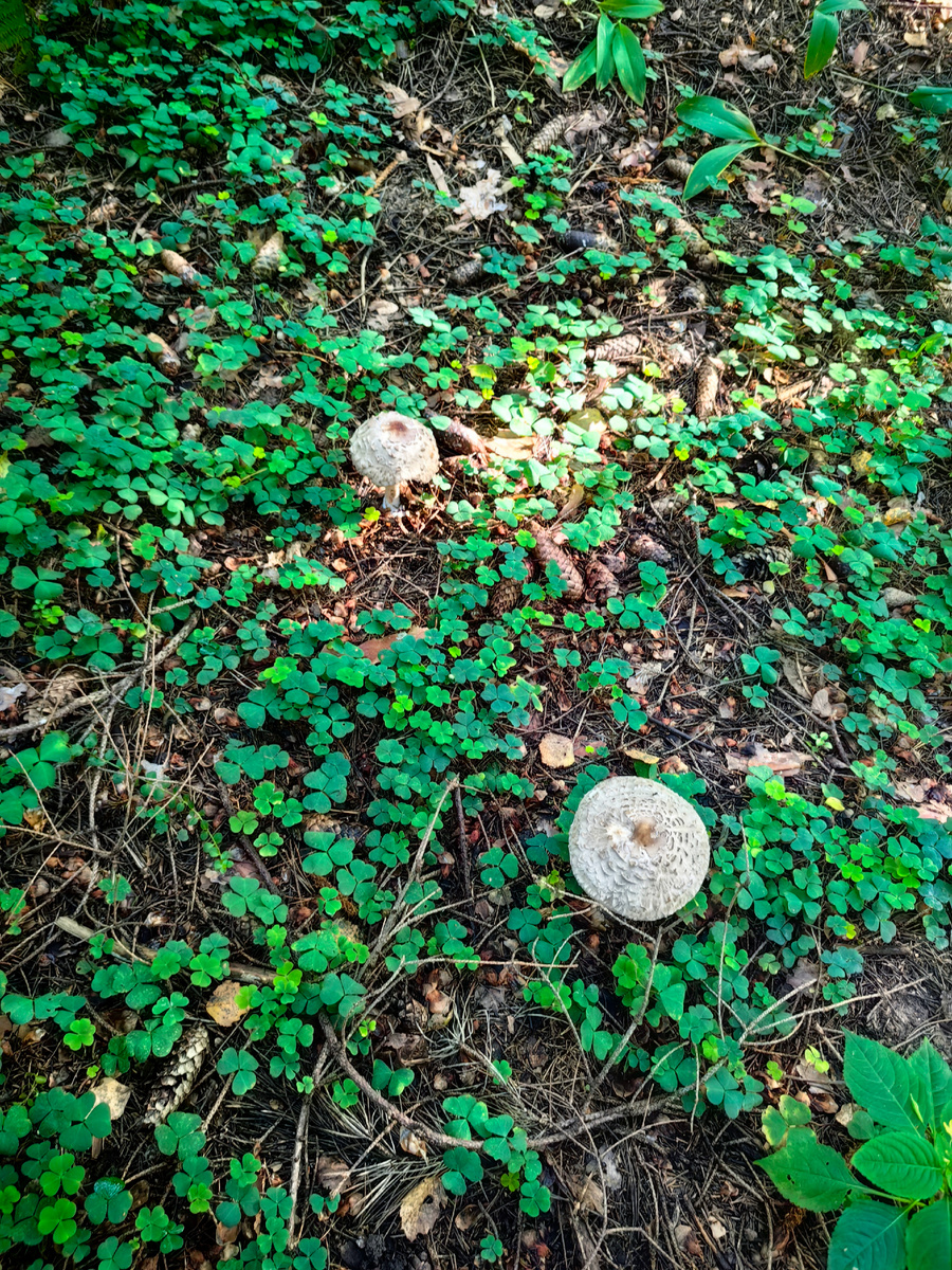 Зонтики на месте