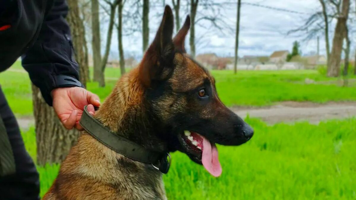   Предоставлено бригадой «Эспаньола»