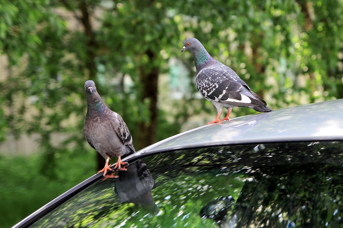 источник: яндекс картинки