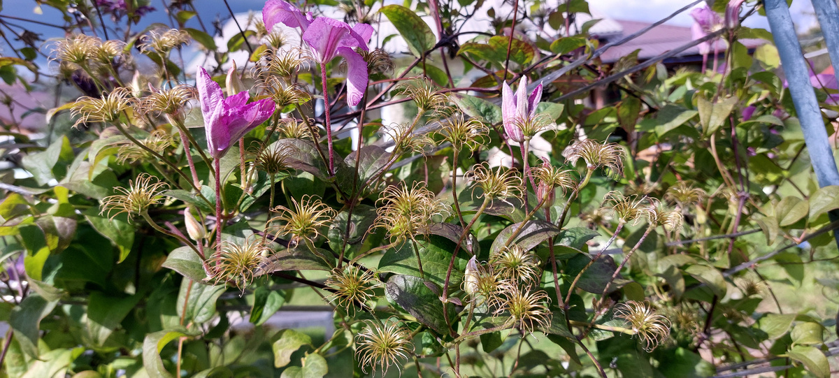 Часть опоры с клематисами. Каких частей еще около трех-четырех примерно площадей, как на фото. Все растут  в одном месте и переплелись они между собой очень плотно.