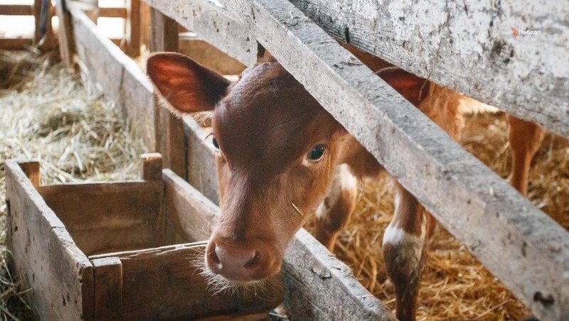      Фото: ИА «Победа26»