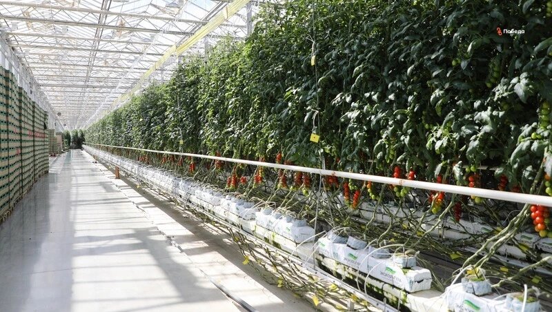    С 2012 года гранты получили 237 проектов Фото: ИА «Победа26»