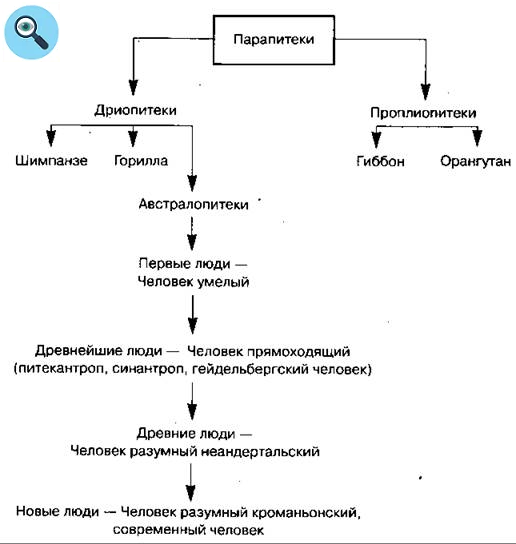 Класическая схема происхождений некоторых видов и человека в частности 