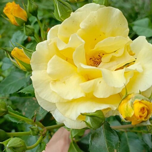   Плетистые розы, подготовка к зиме Наталья Андросенкова