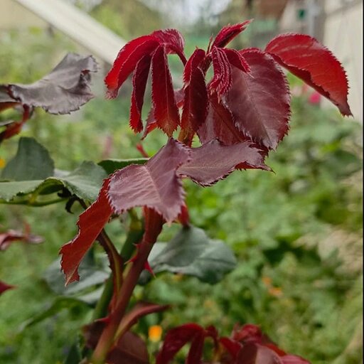   Не одеревеневшие побеги текущего года на розах Наталья Андросенкова