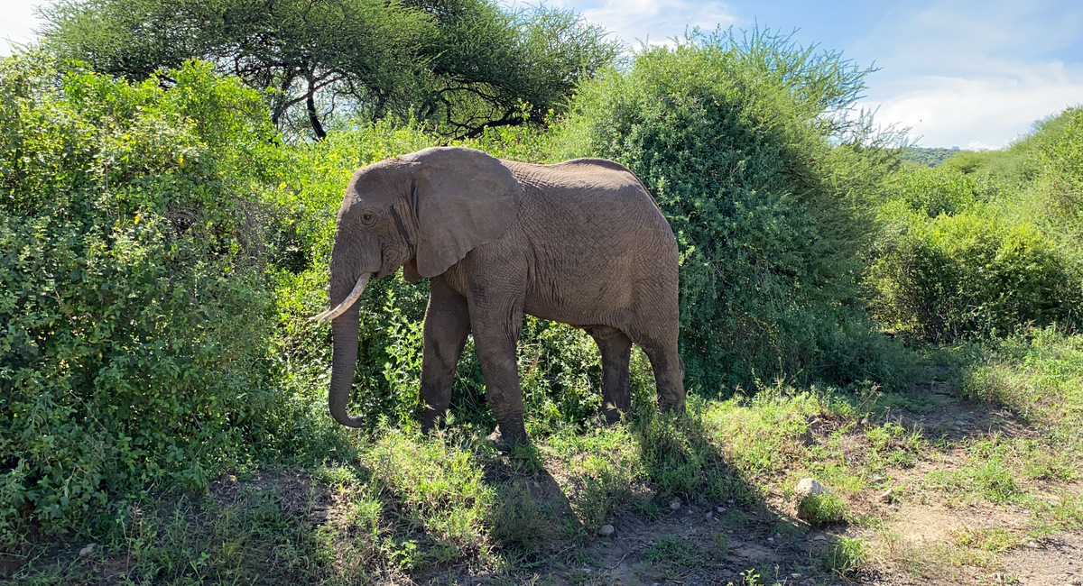 В парках животных не пригоняют, не подкармливают, не удерживают. Они сами выбрали это место для жизни или находятся там во время миграции, а вы приезжаете к ним в гости