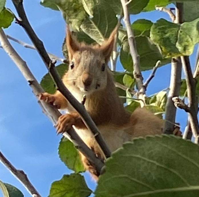 - Прыгай милая, угощайся яблочком!