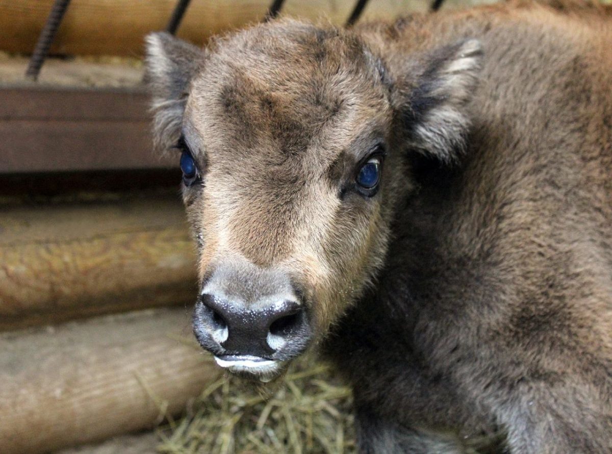    Сотрудники зоопарка кормят малыша из бутылочки каждые два часа