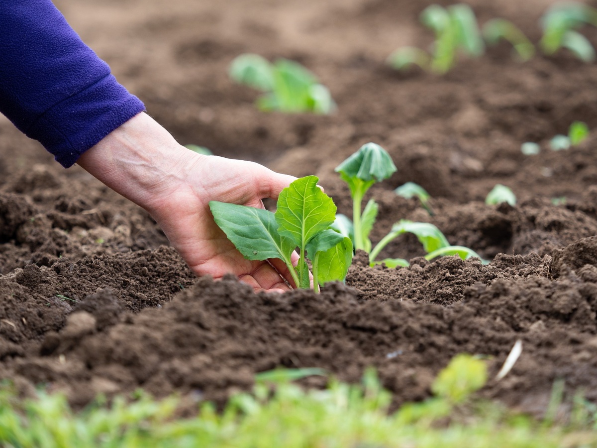 Фото: Александр Плонский / «Агроэксперт»