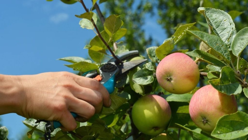 Почему нужно обрезать яблони именно осенью