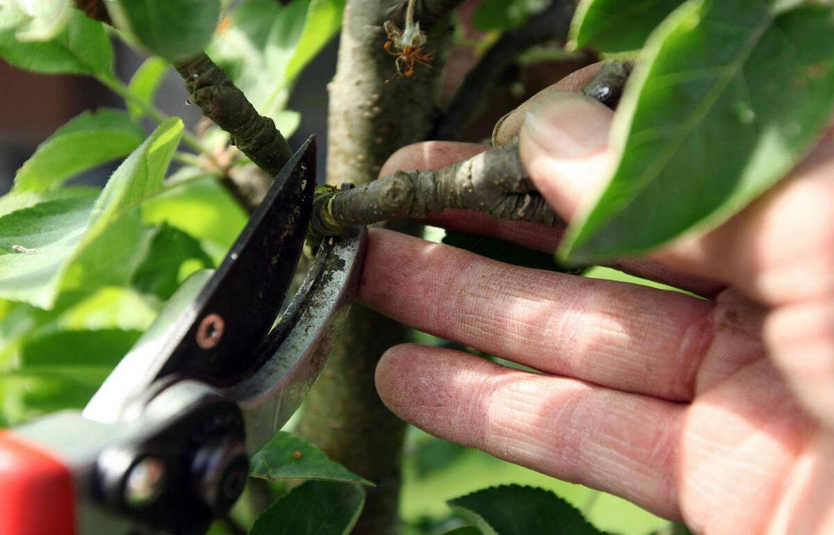 В какие дни осени нужно обрезать яблони, в зависимости от региона