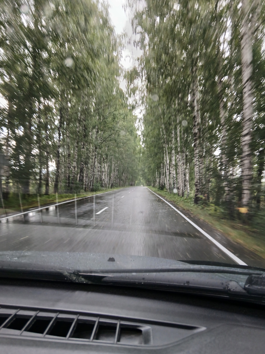 Берёзовая аллея на пути к озеру.