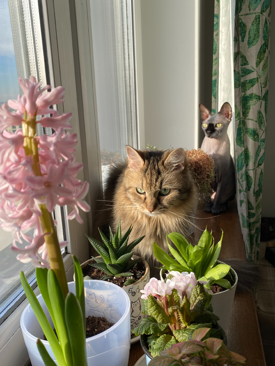 Мохнатый (17 лет) и Котя (6 лет)