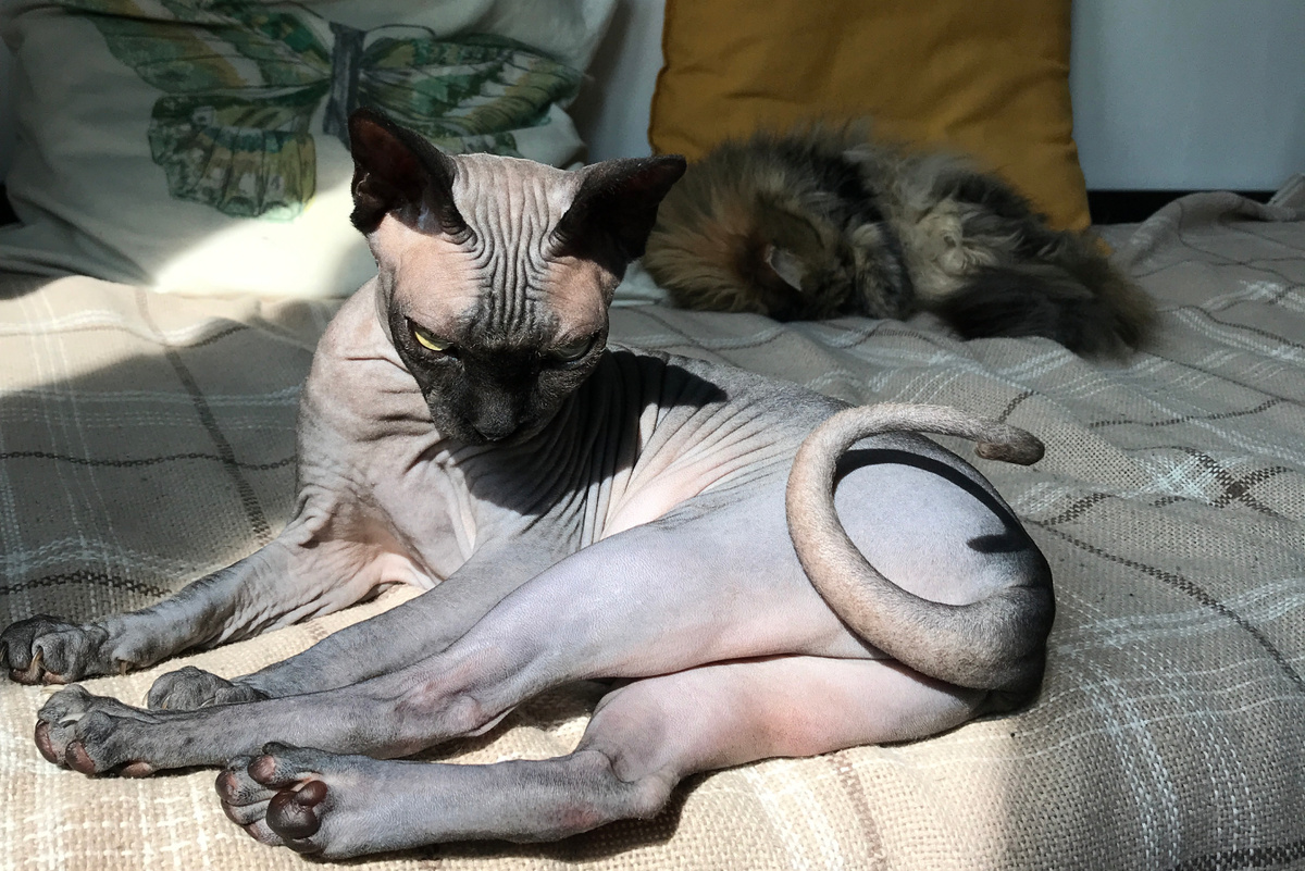 Котя и Мохнатый в основном соблюдают нейтралитет, но иногда Котя его нарушает