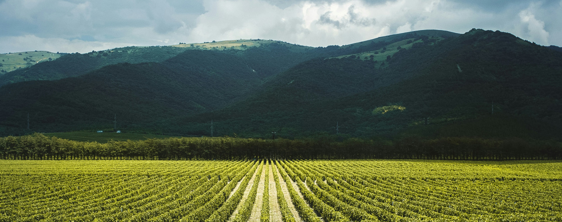 @Dmitry Ant/Unsplash