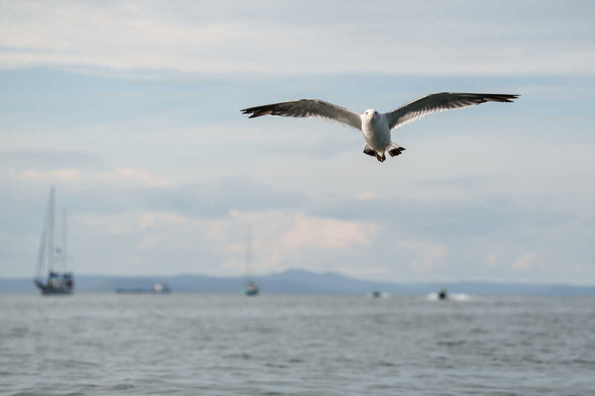 Владивосток //  источник фото https://photo.roscongress.org/ru/projects/373