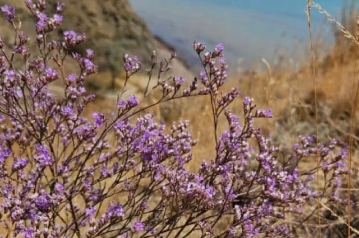    В крымской степи началось цветение кермека