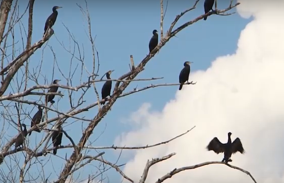     Енисей и другие водоемы Красноярского края оккупировали бакланы