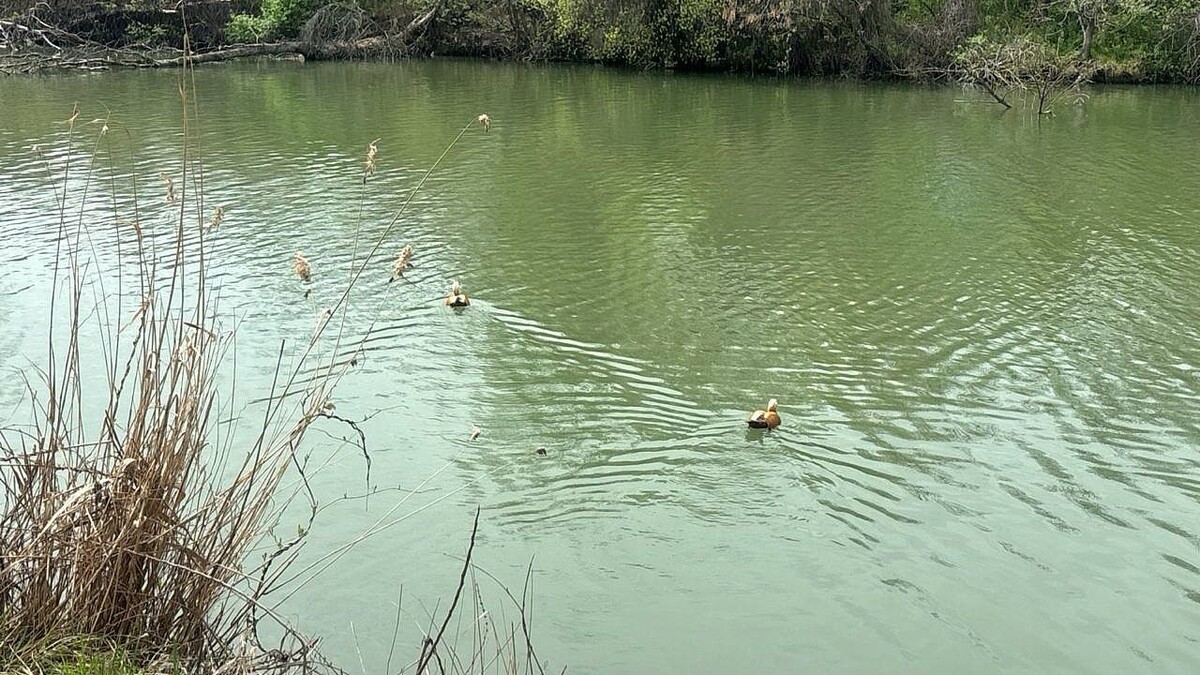    Фото: телеканал «Краснодар»