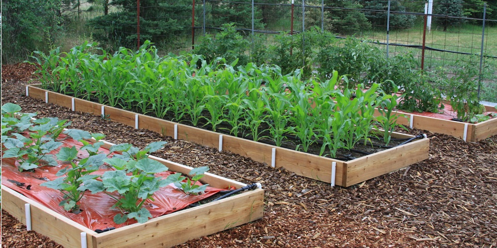 Умные грядки: как собрать урожай в 2 раза больше, почти не работая