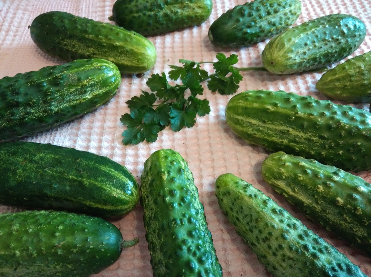 Наши дачные огурцы