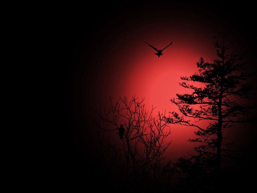 фото из интернета