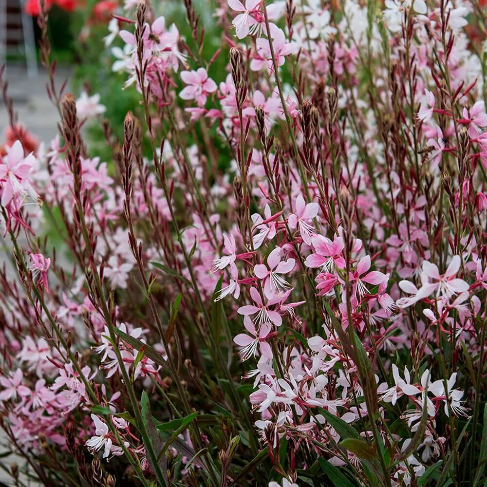 Цветение Гауры