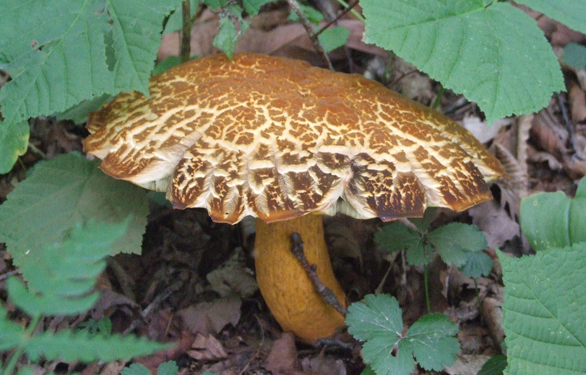 Дальневосточный обабок