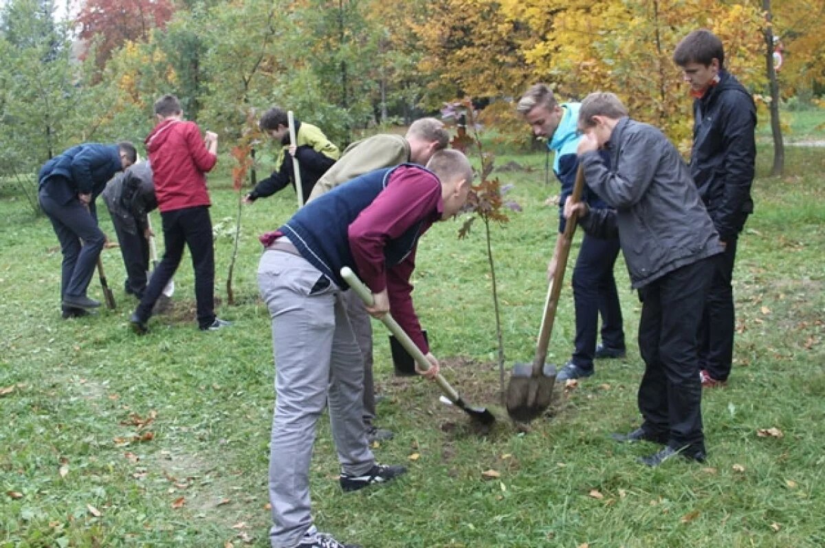    Аллея долголетия высажена в Новосибирске