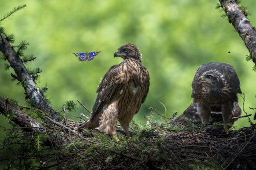 Китайский фотограф Мин Чэнь долго наблюдал за птенцами в гнезде ястребов-тетеревятников и однажды поймал удачный момент / Фотография с официального сайта Государственного музейно-выставочного центра «Росфото»