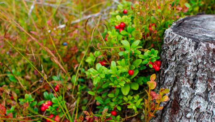 На 5 сентября в народном календаре приходится Луп Брусничник. Фото: pxhere.com