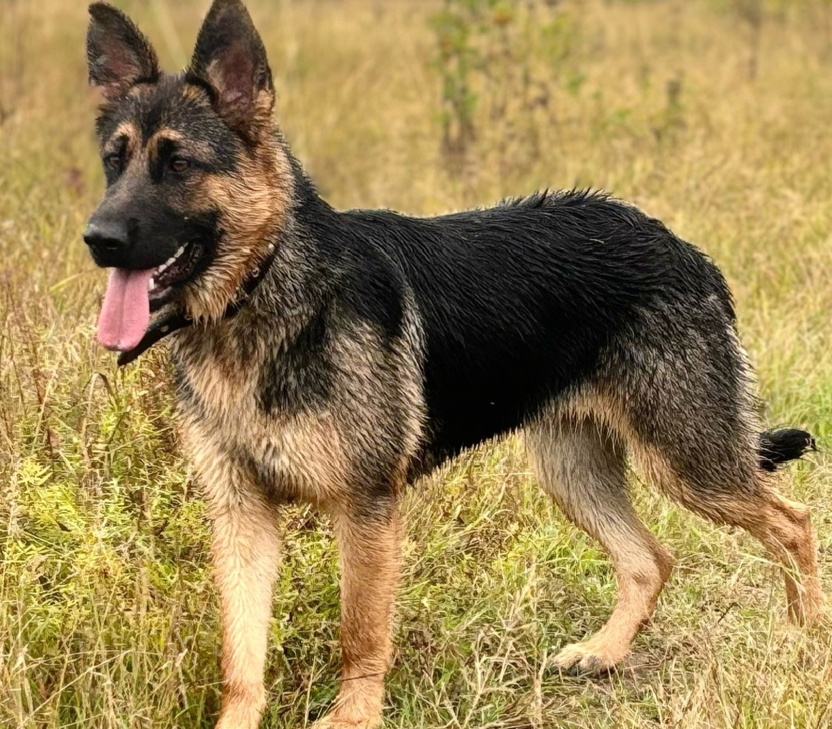 Киви  имеет фенотип овчарки