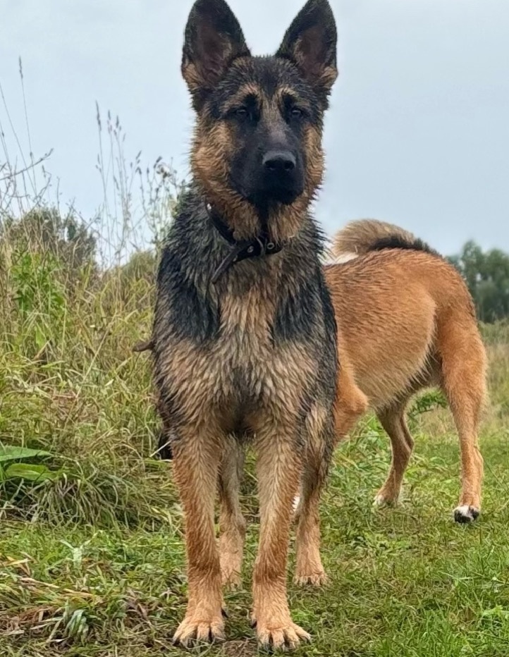 Где же ты хозяин?!!