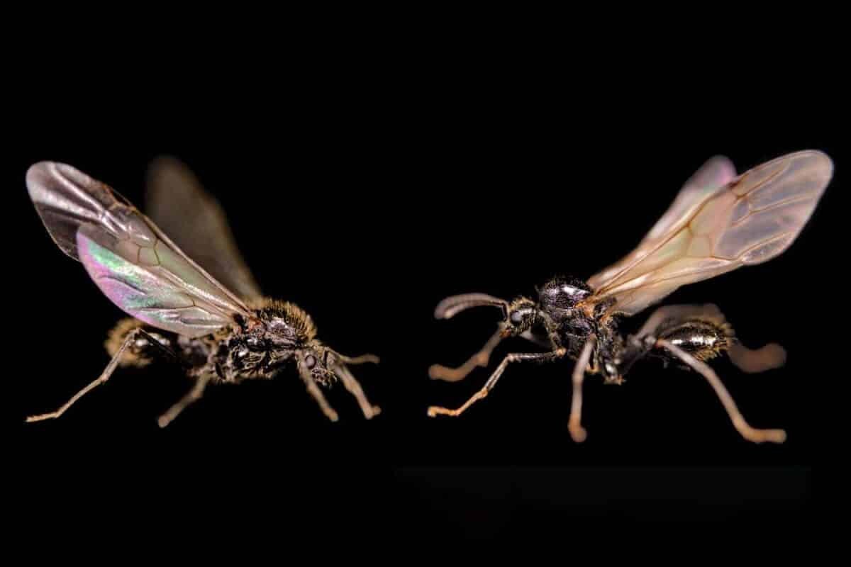    Муравьи-самцы двух видов от одной королевы: Messor ibericus (слева) и Messor structor (справа) / © Jonathan Romiguier