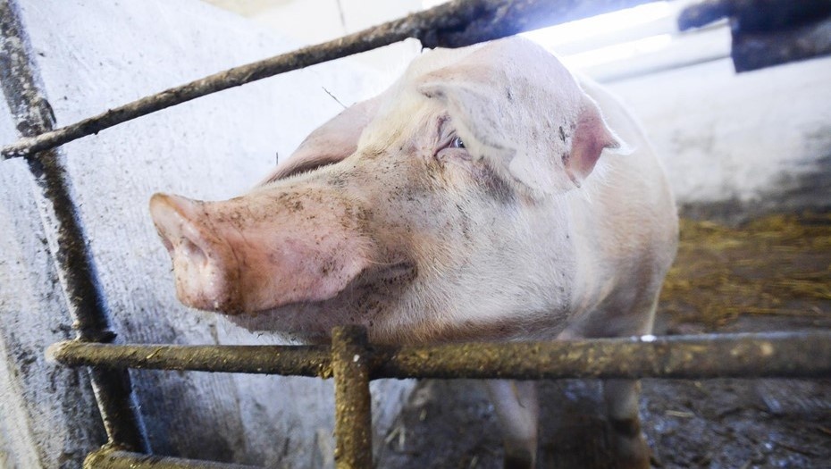    Автор фото: Вдовин Сергей