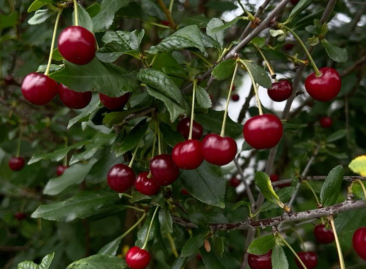 В августе вишня и черешня нуждаются в этой обработке для будущего урожая