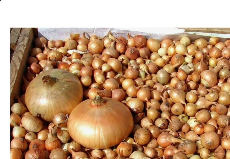    Фото: Минсельхоз Чувашской Республики