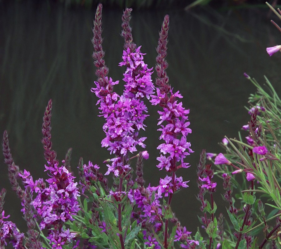 Дербенник иволистный широко распространен и в разных странах имеет разные названия. В Швеции, например, он цветок-факел, а в Дании, Норвегии и Германии — кошачий хвост