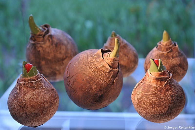 1. Фигурки луковиц тюльпанов в музее Кёкенхофа