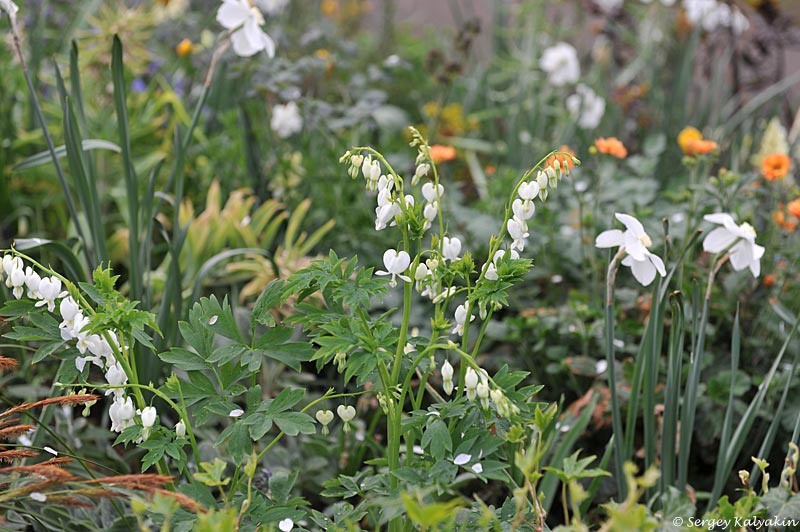 2. В галерее 2 фото, листайте