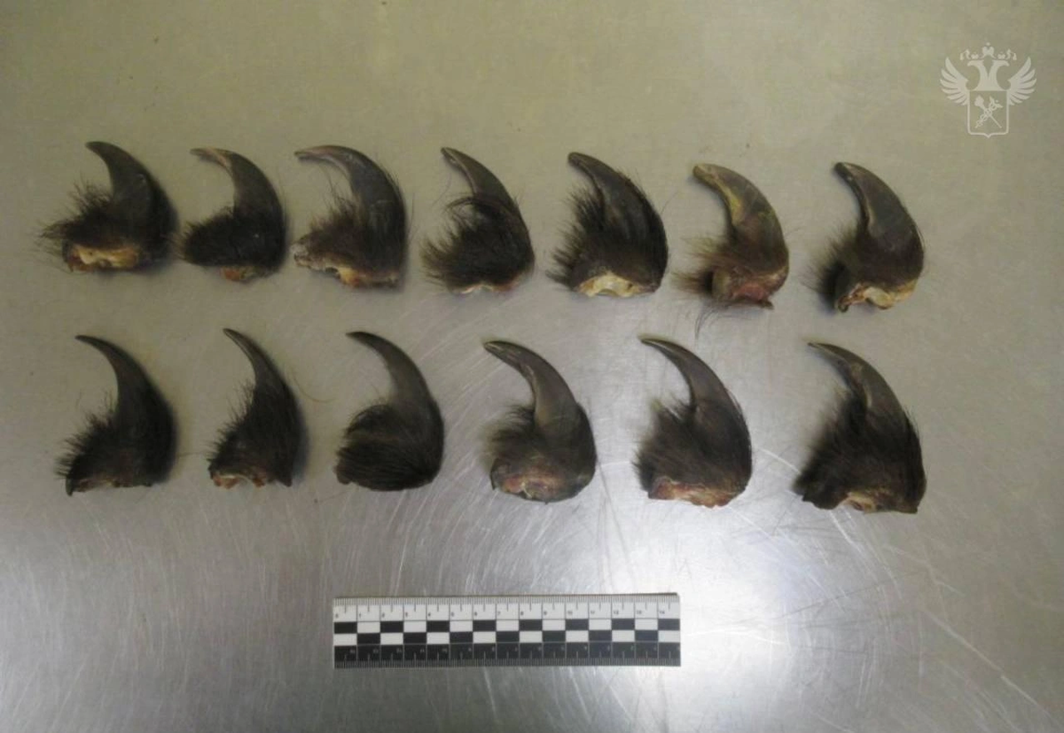    Фото: ФТС России