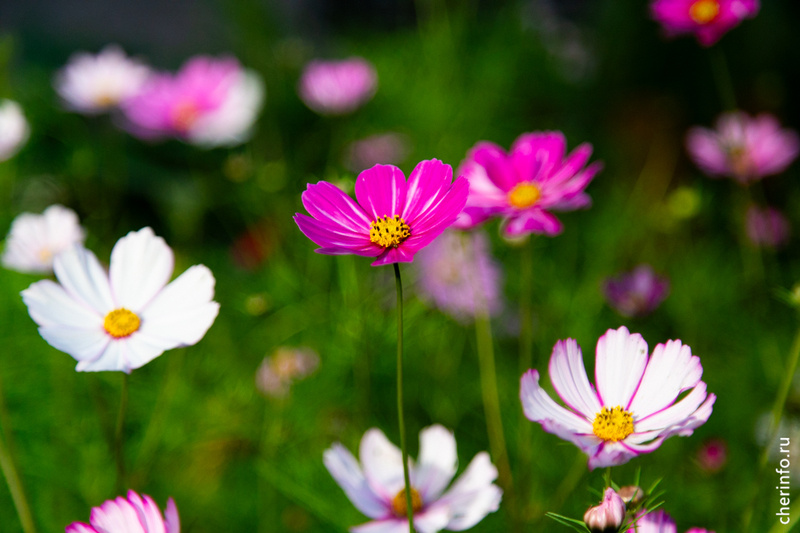    Четвероклассники школы № 1 в конкурсе "Цветущий город" участвуют в третий раз. В этом году во внутреннем дворике они создали необычную клумбу.