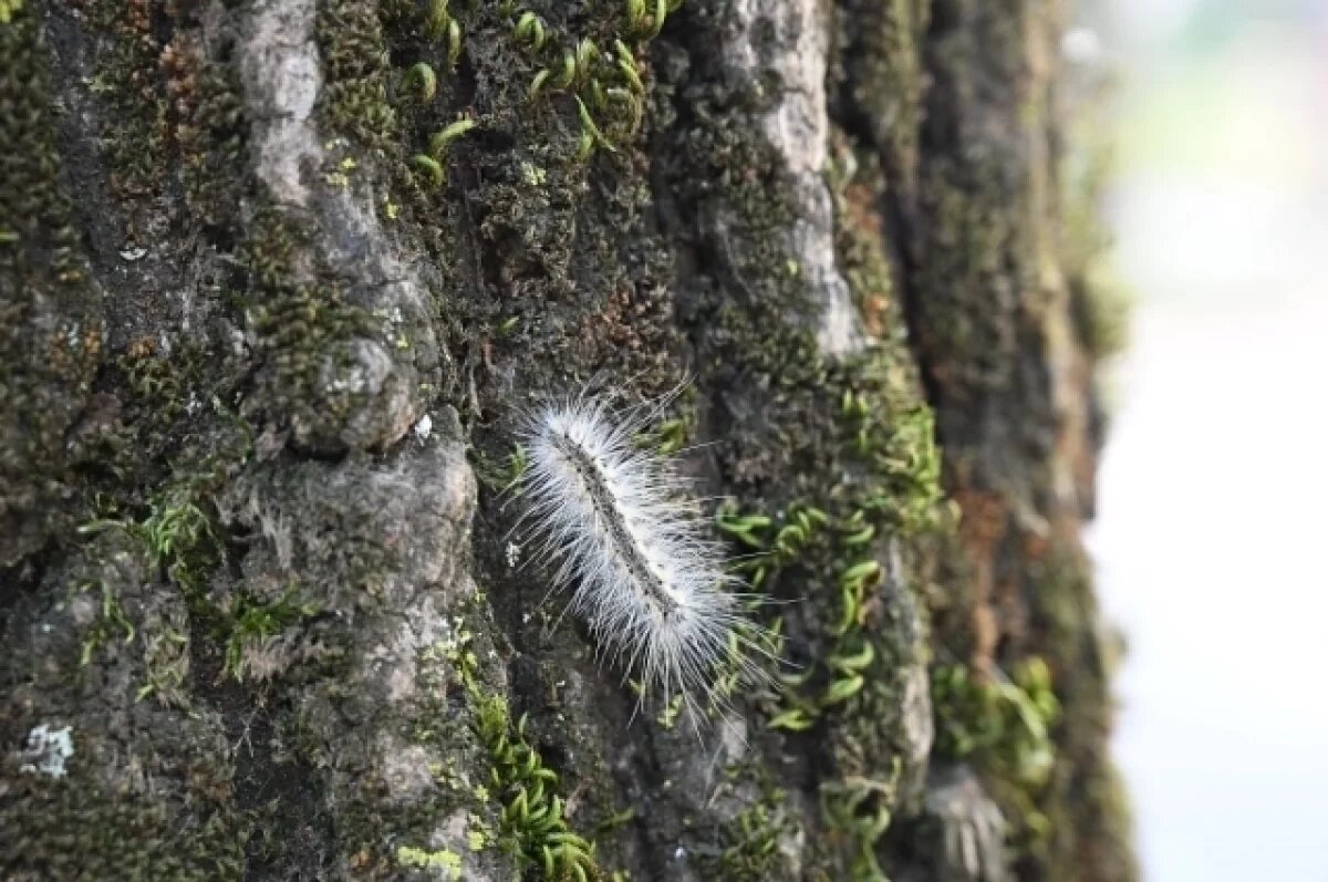    Ученый рассказал, какую угрозу несет американская белая бабочка в Сочи