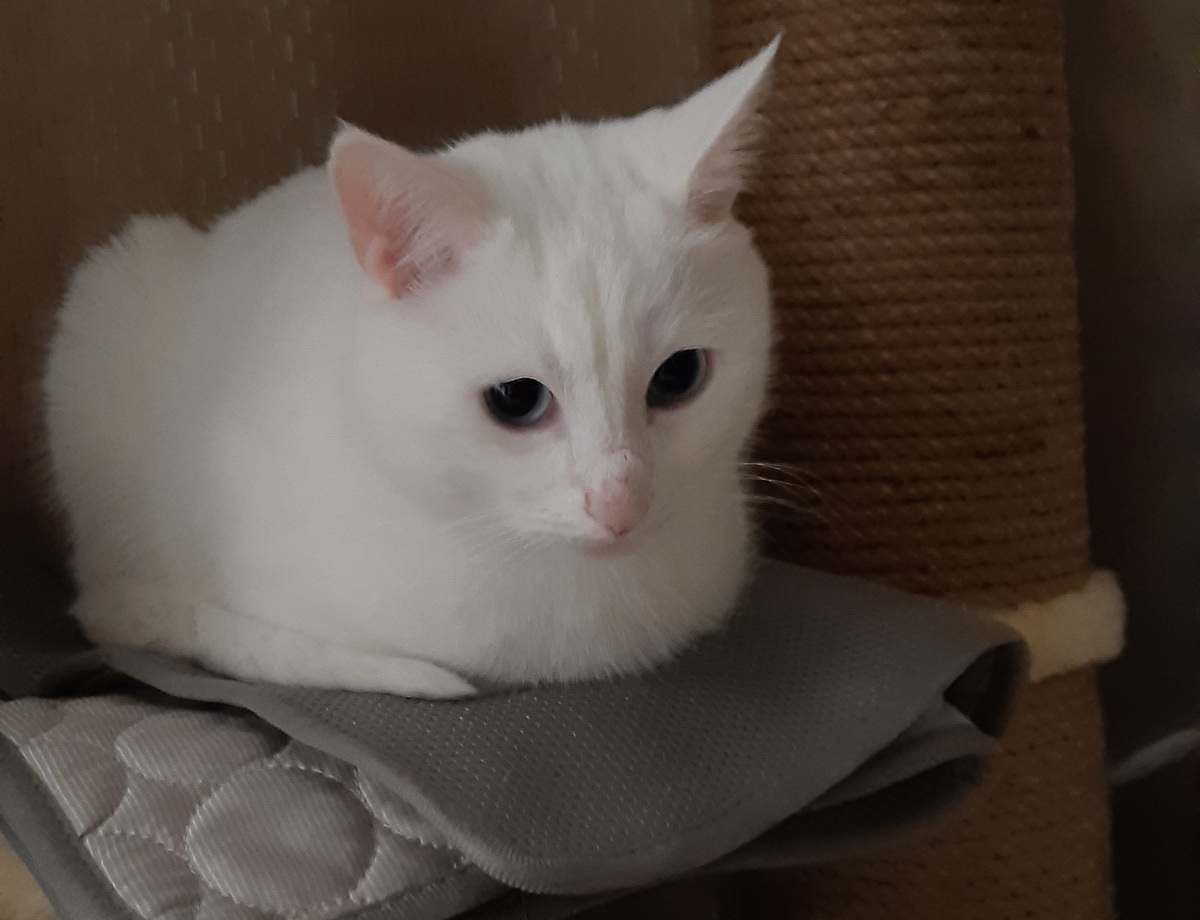 Мелкий наблюдатель))