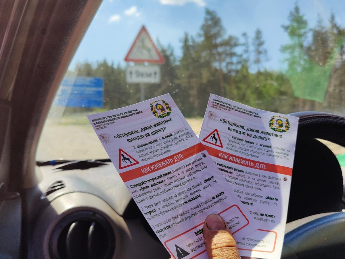    Нижегородский Минлесхоз предупреждает автомобилистов о дополнительных рисках на дорогах в брачный период у лосей